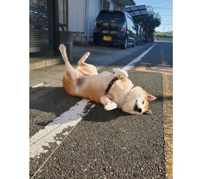 提供：柴犬ななさん