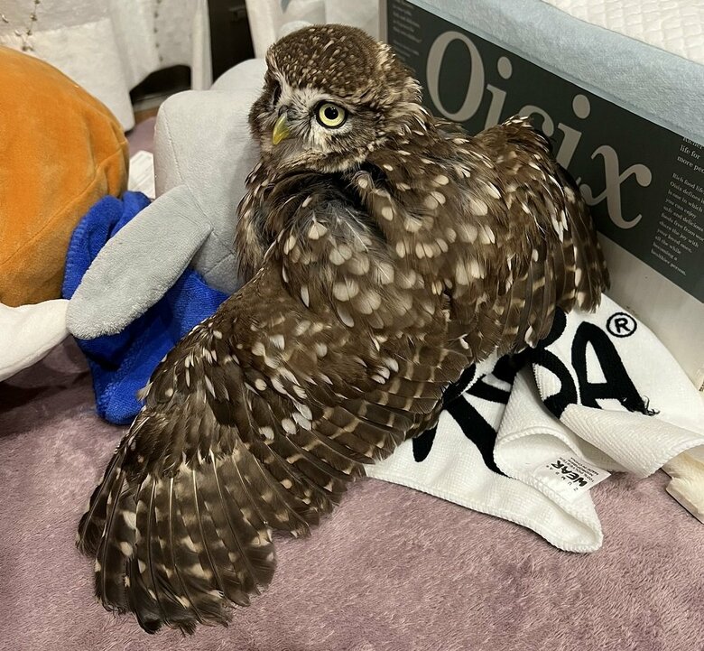 「全部ふくのです」