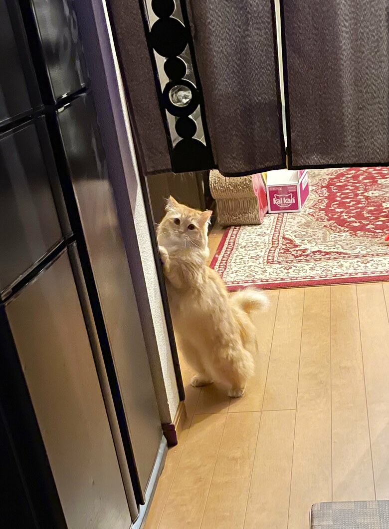 ママさんを隠れて出待ちするつもりがモロ見えだった（提供：ネコランドさん）