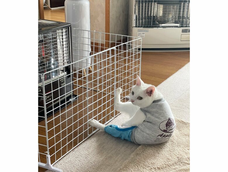 提供：しんばぷーさん