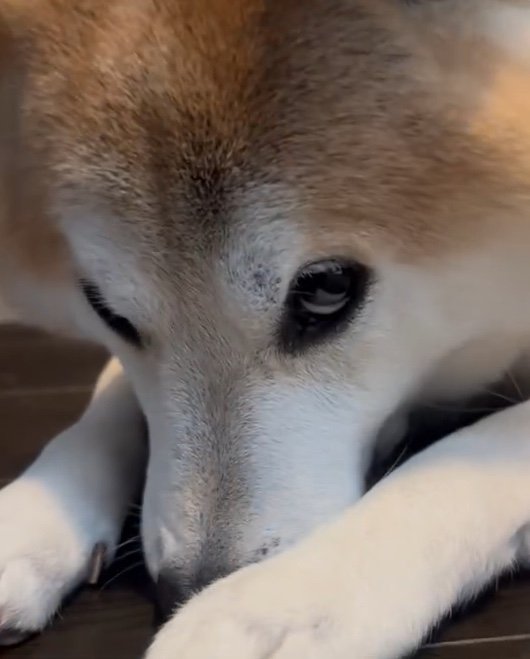 提供：柴犬 sasuke_紗助さん