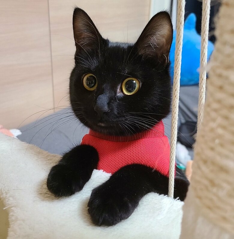 ひょっこり