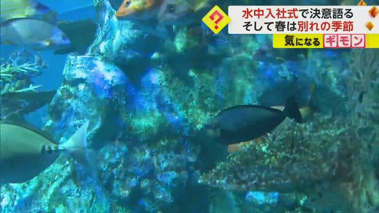 色とりどりの魚が泳ぐ、水族館の水槽