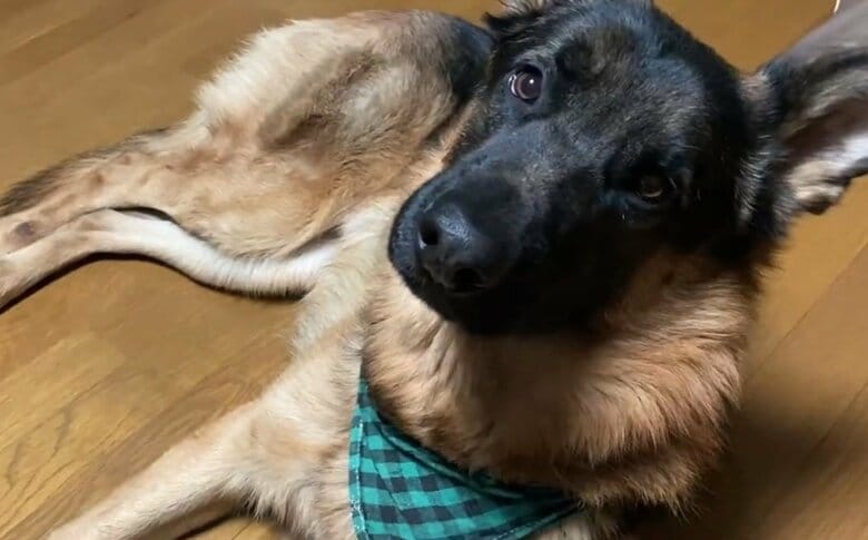 静かに眺めているBOBIくん（提供：Tobi and Bobiシェパード兄弟犬さん）