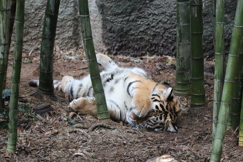 （提供：浜松市動物園）