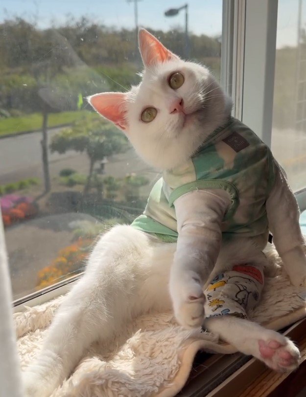 提供：しんばぷーさん