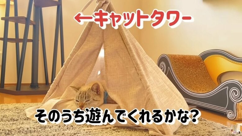 キャットタワーには登らず、寝床にすっぽり（YouTubeより）