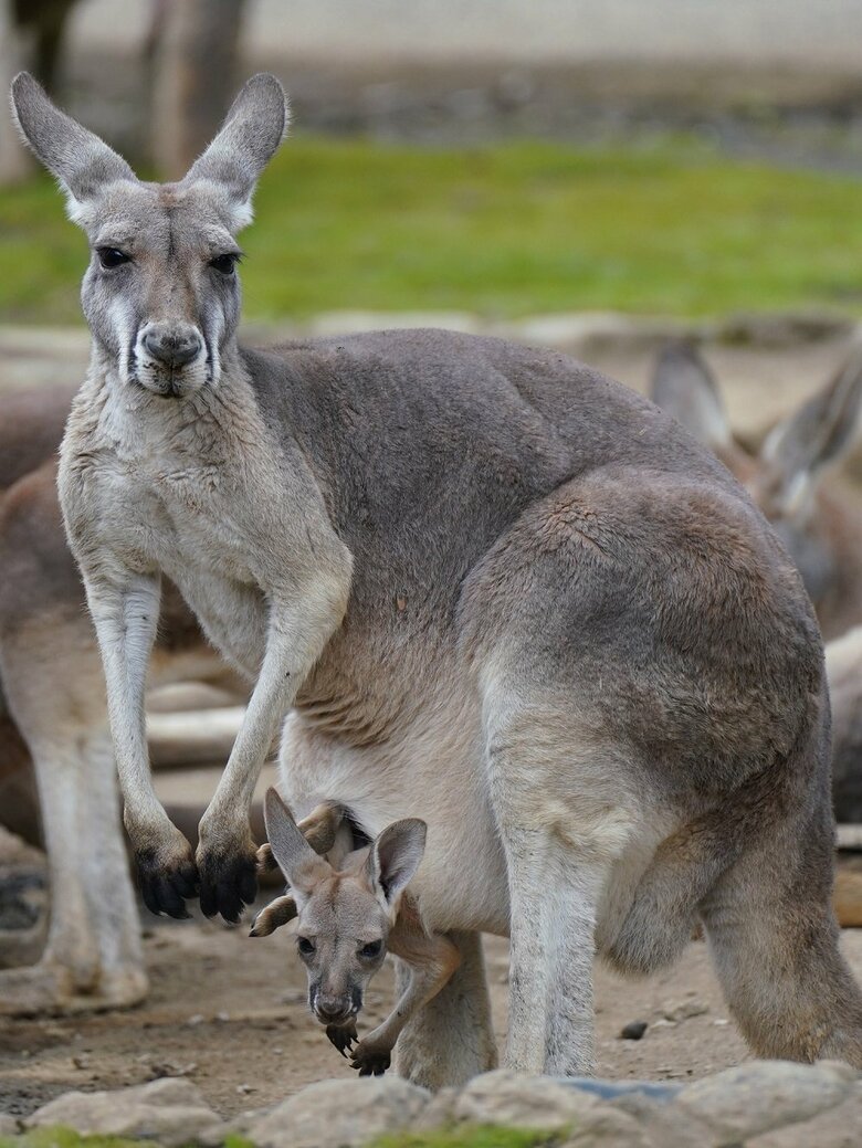 落ちてしまった赤ちゃんカンガルーと母親