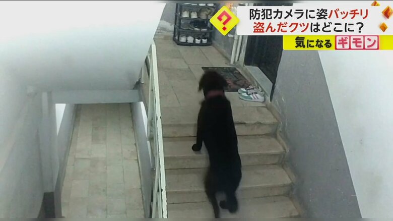 2匹の犬がクツを盗んでいく様子②