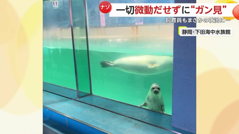 こちらを見つめるアザラシの姿（提供：下田海中水族館）