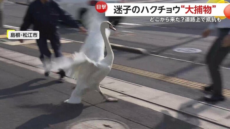 車道に飛び出す