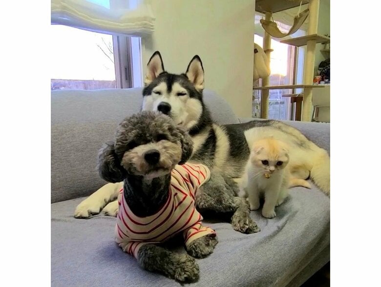 左：きゅうちゃん　後ろ：はっちゃん　右：じゅんちゃん（提供：犬と猫の親バカ日記さん）