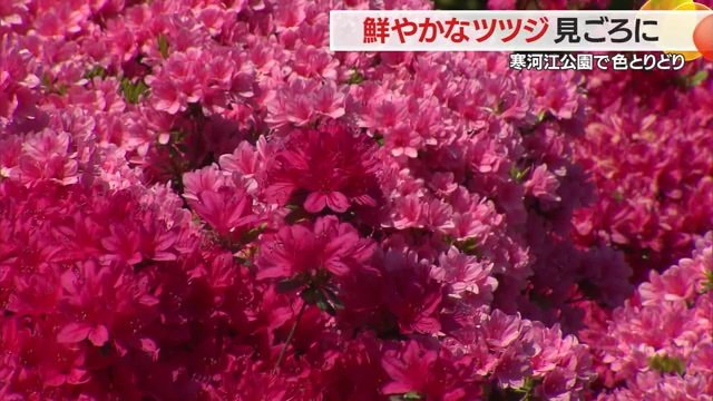 見ごろを迎えた寒河江公園のツツジ