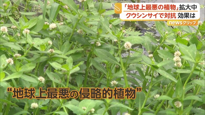 特定外来生物「ナガエツルノゲイトウ」