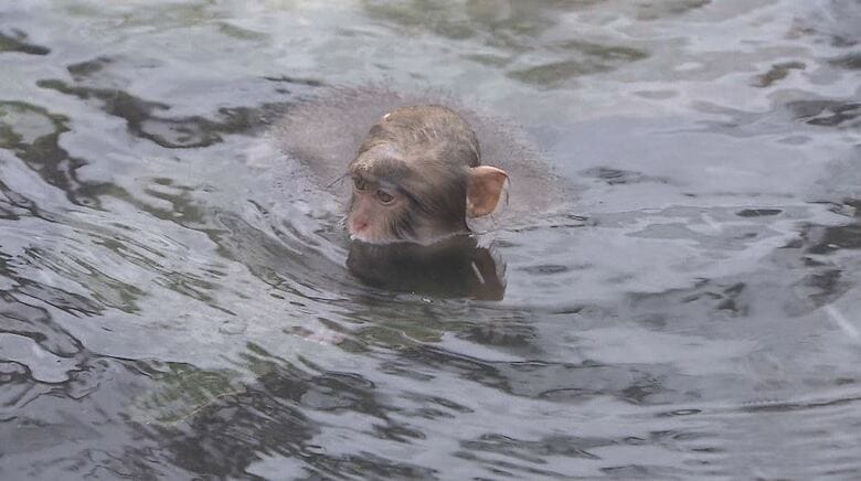 温泉につかるサル