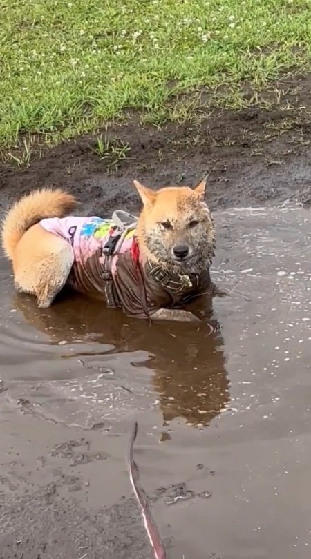 提供：柴犬まるやん日記さん