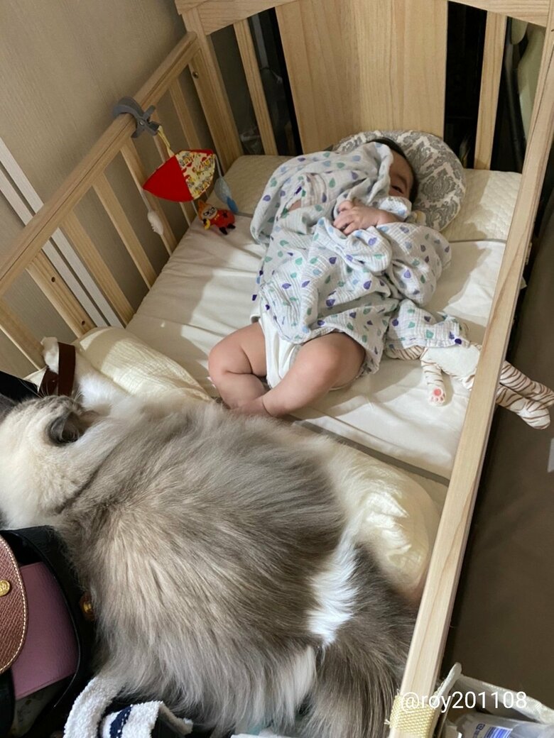 提供：ロイ(Roy)くん@ラグドールさん