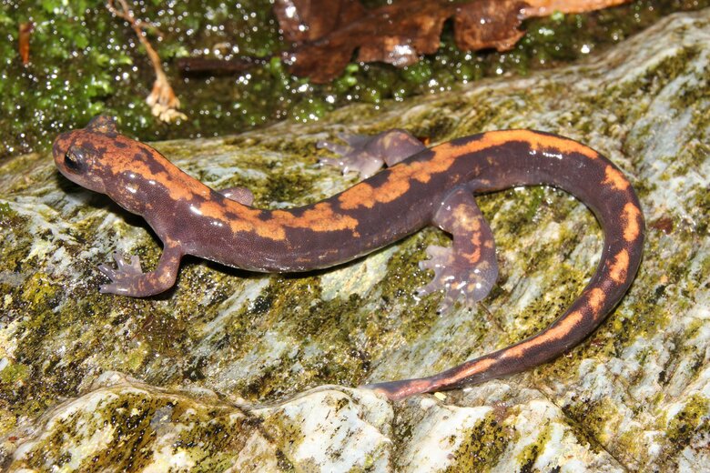 シコクハコネサンショウウオ（写真提供：国立科学博物館）