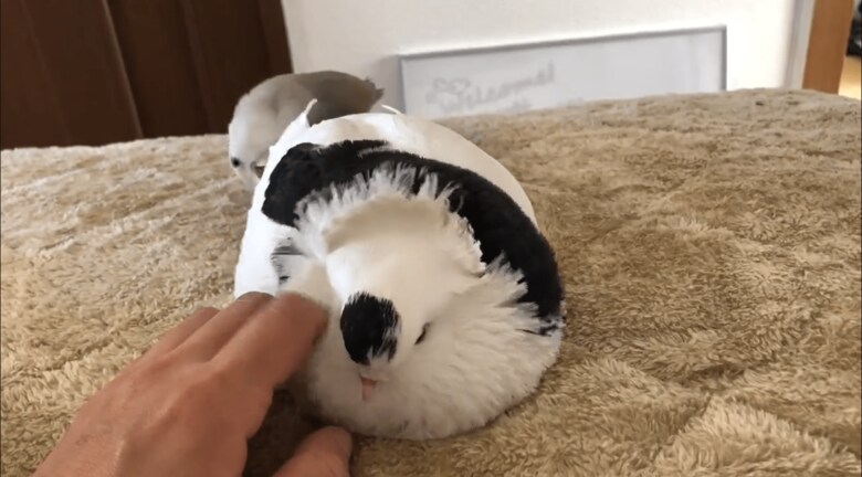 いつでも構ってもらいたい