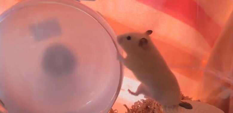 こちらも4月のはなちゃん。このあとうっかり転がり落ちてしまったそう