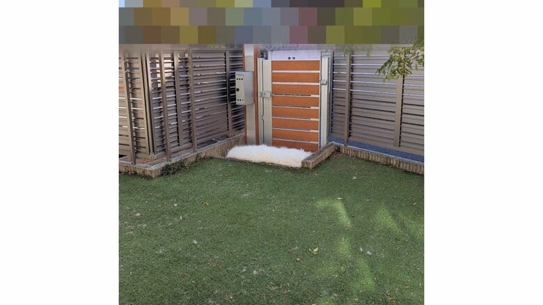 ちょっと毛羽立っているように見える