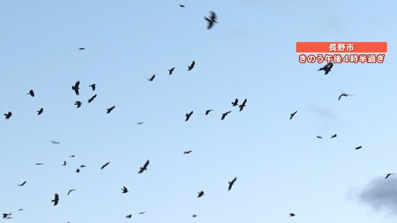 長野駅周辺にやってきたカラスの集団