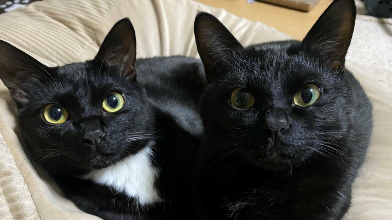 今回の主役はソウくん(右)。ハルくん(左)は胸の白毛がトレードマーク