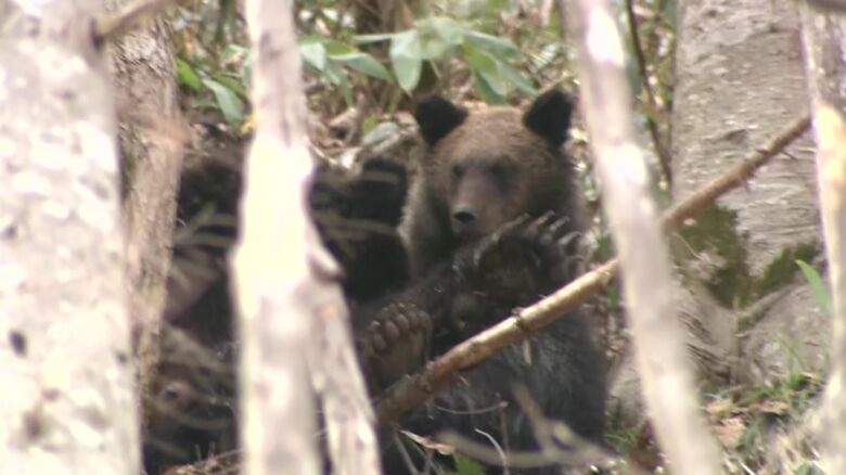 過去に出没したクマ