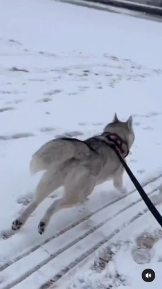 提供：ハスキーいちみちゃんと田舎暮らしさん