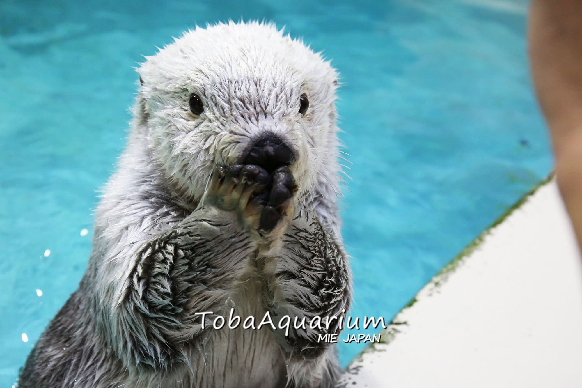 ラッコって立てるんだ 激しくウォーキングをする動画が話題 鳥羽水族館に聞いた