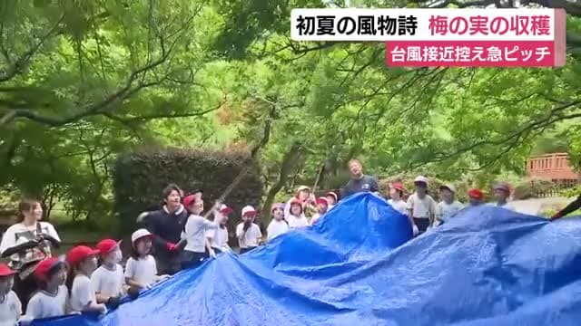 台風6号の接近を控え急ピッチ　初夏の風物詩　梅の実の収穫　「台風が来たら全部落ちてしまう」　作業を1日前倒しで始める