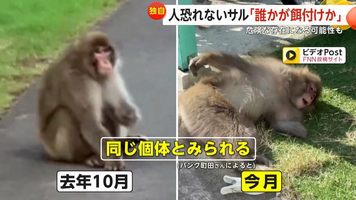 独自】“左手ない猿”は餌付けされた？パンク町田氏「無視が一番」警鐘