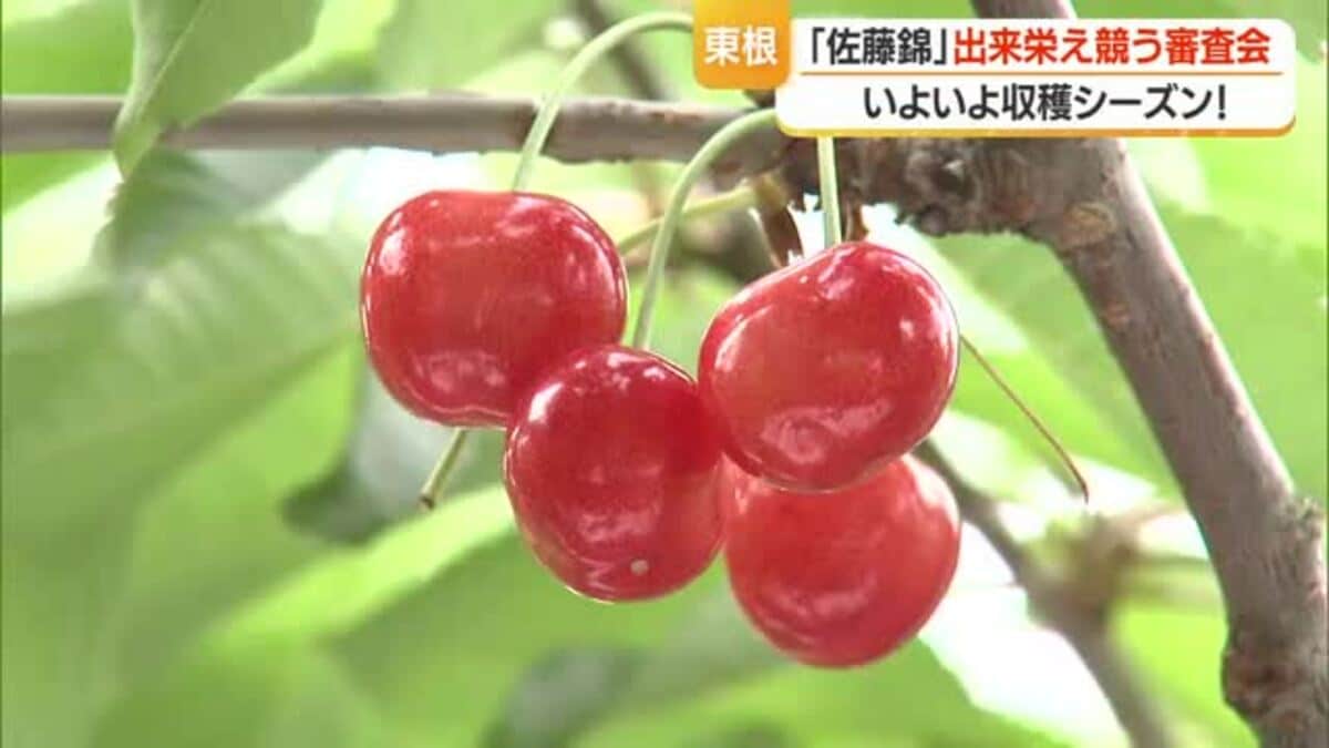 佐藤錦の着果量申し分なくレベル高い出来栄え 2年連続のサクランボ不作乗り越え審査会 山形・東根市