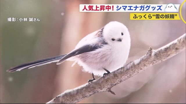 シマエナガ 生息 地 北海道にいる鳥シマエナガの生息地は 販売中のかわいい白い鳥グッズも