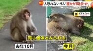 【独自】“左手ない猿”は餌付けされた？パンク町田氏「無視が一番」警鐘鳴らす…住民「芝生でくつろいでた」人を恐れず住宅街での目撃相次ぐ　神奈川・茅ヶ崎