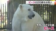 人工哺育で国内最長を更新中　ホッキョクグマ「ピース」２６歳に　とべ動物園で誕生会【愛媛】