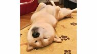 「雷に一晩中おびえた翌日」の柴犬が安心感で“へそ天”爆睡…可愛いけど毎回なの? 飼い主に聞いた