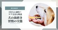 11月8日は「いい歯の日」 全国調査で判明 犬の歯磨きをほとんどしていない飼い主は約4割