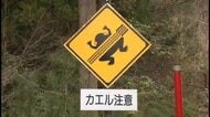 車でひかないで！「ユーモラスで鬼畜な」道路標識が話題に　地域の人たちの「カエル愛」が珍標識に【島根発】