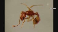 刺されると激しい痛み「コカミアリ」を国内初確認 岡山・倉敷市の港で貨物コンテナに 約30匹すべて殺虫処理済み