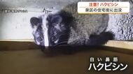 住宅街にハクビシン　都市環境に高い適応能力　住宅設備をかみちぎる被害や感染症のリスクも〈仙台市〉