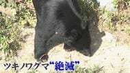 【九州のクマ、絶滅は本当?】福岡の隣県・山口でも出没相次ぐ クマは海を渡るのか…「九州上陸」の恐れに迫る