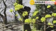サクラより一足早く…黄金色のサンシュユが満開　敦賀の金ヶ崎宮に華やかな季節の到来告げる　今週末からは花換まつり　福井