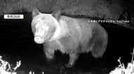 どんぐり不足「秋グマ」に注意　関東で「不作」、世界遺産「荒船風穴」でも目撃　豊作でも「なかなか冬眠しない」