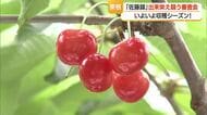 佐藤錦の着果量申し分なくレベル高い出来栄え　2年連続のサクランボ不作乗り越え審査会　山形・東根市