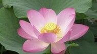 2000年前の「大賀ハス」　開花は早朝から陽が昇るまでの朝のひと時　“はかなさ”の美が吉野ヶ里の弥生の風景を彩る