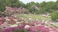 丘一面に咲く5万株のツツジが出迎える「さばえつつじまつり」　5月3日～5日開催　4日夜には初の交流イベントも　福井