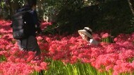 岸辺を染める“真っ赤なヒガンバナ”…県有数の群生地「川東公園」で満開 県北の秋 【岡山・真庭市】