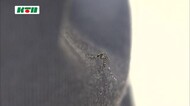 【速報】長崎県に「日本脳炎注意報」を発表 蚊に刺されない対策を呼びかけ