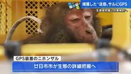 住宅地でサル被害増加　GPSで行動範囲を把握し、通学ルート変更など検討へ【広島発】